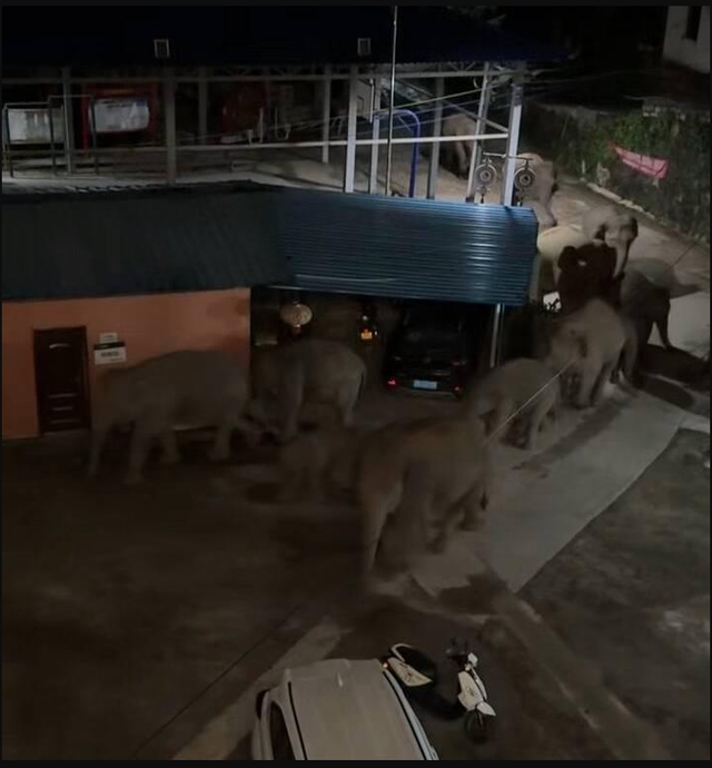 Đang ngủ ban đêm, người dân bất ngờ nhận cảnh báo không được ra khỏi nhà: 50 'con vật khổng lồ' kéo tới - Ảnh 3.