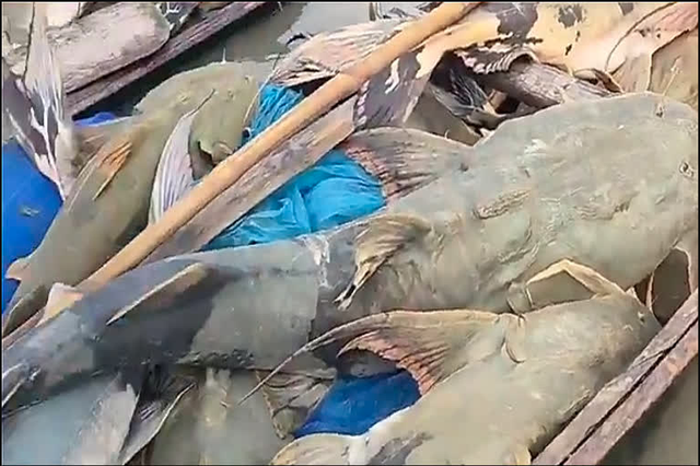 Phát hiện loạt cá lạ có con nặng tới 45kg sau lũ Nepal, người ăn vào bị ốm: Chính quyền lập tức cảnh báo - Ảnh 2.