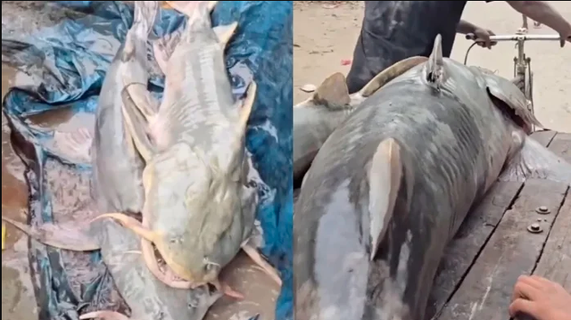 Phát hiện loạt cá lạ có con nặng tới 45kg sau lũ Nepal, người ăn vào bị ốm: Chính quyền lập tức cảnh báo - Ảnh 4.
