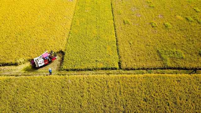 Trung Quốc kích hoạt "siêu giống lúa" có thể rung chuyển ngành lương thực: Lai Á - Phi cực năng suất - Ảnh 2.