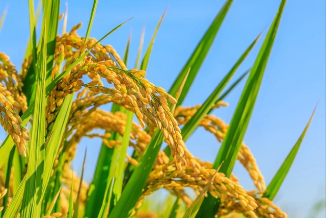Trung Quốc kích hoạt "siêu giống lúa" có thể rung chuyển ngành lương thực: Lai Á - Phi cực năng suất - Ảnh 1.