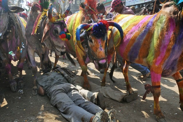 Những người dân nằm úp mặt trên lối đi của đàn bò được trang trí nhiều màu sắc trong một nghi lễ chào đón năm mới của người theo đạo Hindu ở Dahod, Ấn Độ.