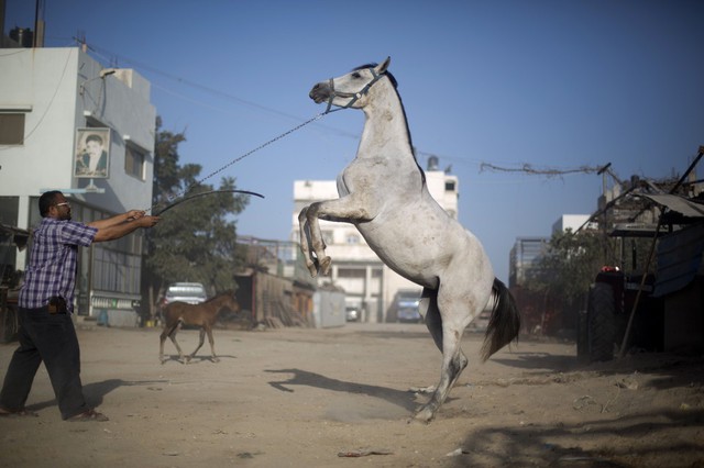 Một người Palestin huấn luyện ngựa tại thành phố Gaza, Bờ Tây.
