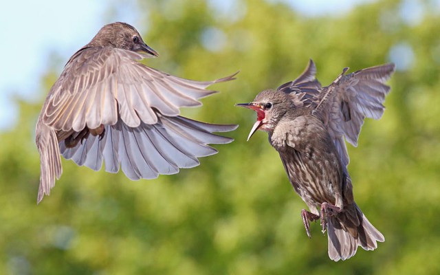 Nhiếp ảnh gia Steve Ward đã chụp được cảnh tượng hai con chim sáo đá đánh nhau trên không ở Merseyside, Anh.