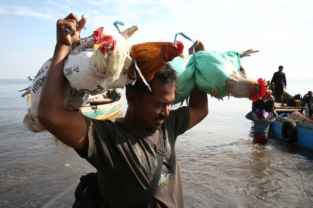 Một hành khách mang theo gà khi đi lên thuyền tại cảng ở Situbondo, Indonesia.