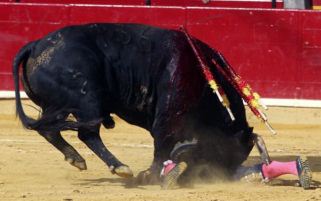 Một người đấu bò bị bò húc xuyên qua bụng chân phải tại lễ hội dấu bò El Pilar ở Zaragoza, Tây Ban Nha.