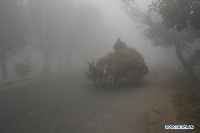 Một người đàn ông ngồi trên xe lừa dưới sương mù dày đặc tại thành phố Lahore, Pakistan.