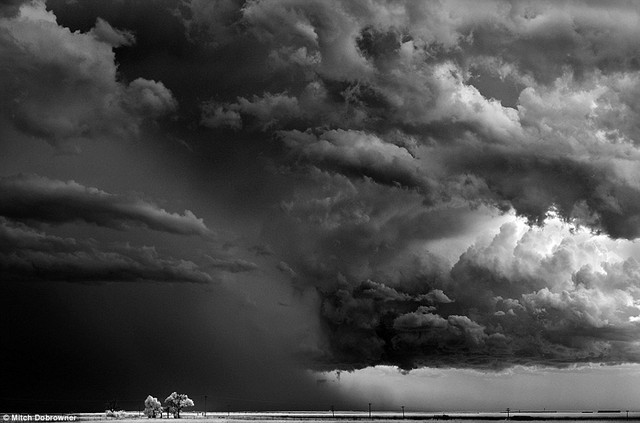  	Bức ảnh được đặt tên :”Đám mây và những cái cây” mô tả sự lẻ loi của vài cái cây trước cơn bão đang ầm ập đổ tới