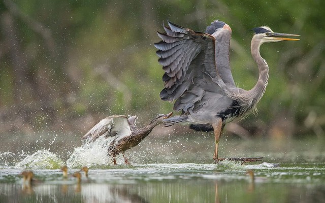 Vịt mẹ đuổi chim diệc xanh chạy té khói tại một vùng đầm lầy ở Romeo, bang Michigan, Mỹ.