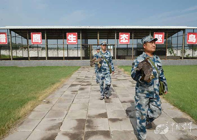 Trung Quốc sử dụng đội quân "chim ưng" vào việc gì?