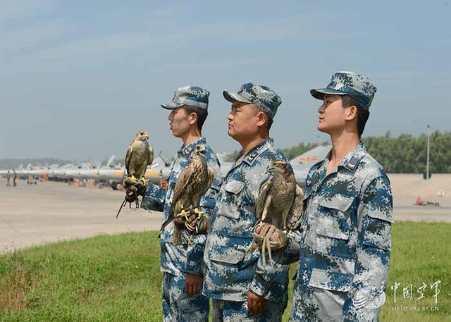 Trung Quốc sử dụng đội quân "chim ưng" vào việc gì?