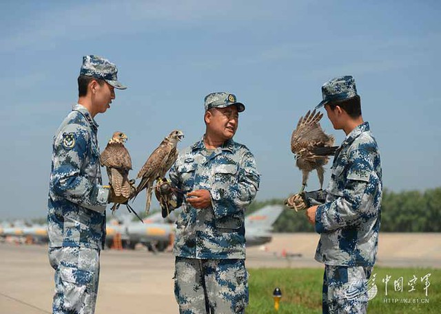 Trung Quốc sử dụng đội quân "chim ưng" vào việc gì?