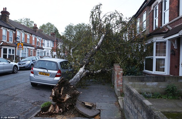Bật gốc: Một cây rơi là hình trong Northfleet, Kent, hôm qua như Anh chuẩn bị tinh thần cho một cơn bão nghiêm trọng sáng nay