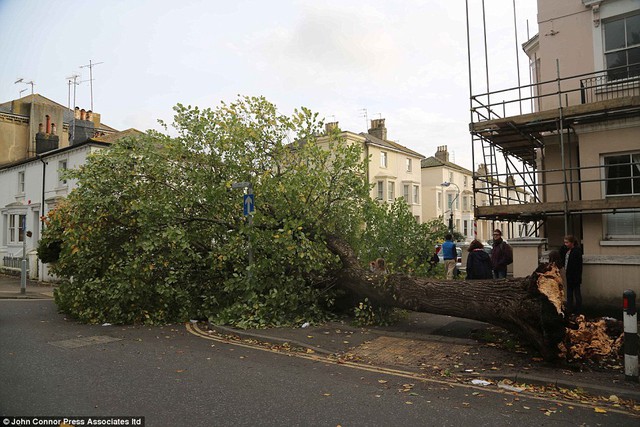 Bị chặn: Gió đập bờ biển Sussex, làm giảm cây này ở Brighton
