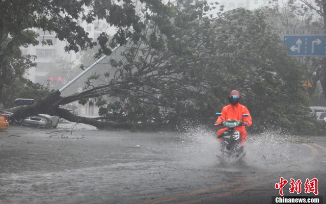 Một người đàn ông đi xe máy trên đường phố ngập nước, trong khi một cây to bị bật rễ đổ đè lên ô tô trên đường.
