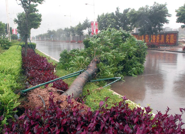 Gió bão làm đổ cây trên đường phố tại thành phố Dương Giang.