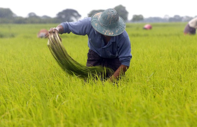 Một nông dân nhổ cỏ trên cánh đồng lúa ở ngoại ô thành phố Yangon, Myanmar.