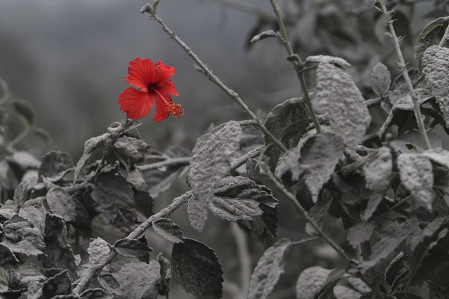 Hoa dâm bụt nở đỏ rực trên thân cây và lá bị bao phủ bởi tro bụi từ núi lửa Sinabung  ở Bắc Sumatra, Indonesia.