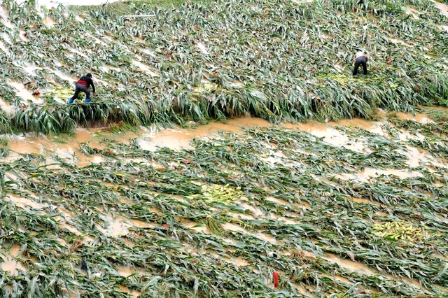 Nông dân đang thu hoạch ngô trên cánh đồng ngập lụt cạnh ngôi làng Liujiacun ơ tỉnh Hồ Bắc, Trung Quốc.
