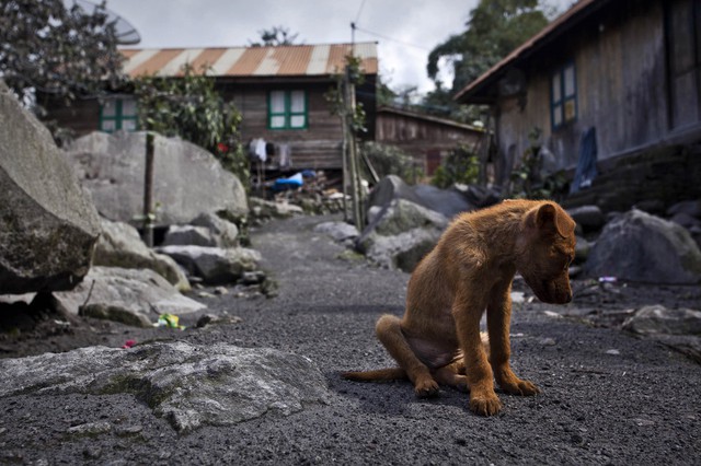 Một chú chó con ngồi đơn độc tại một ngôi làng không một bóng người gần núi lửa Sinabung đang hoạt động ở Bắc Sumatra, Indonesia.