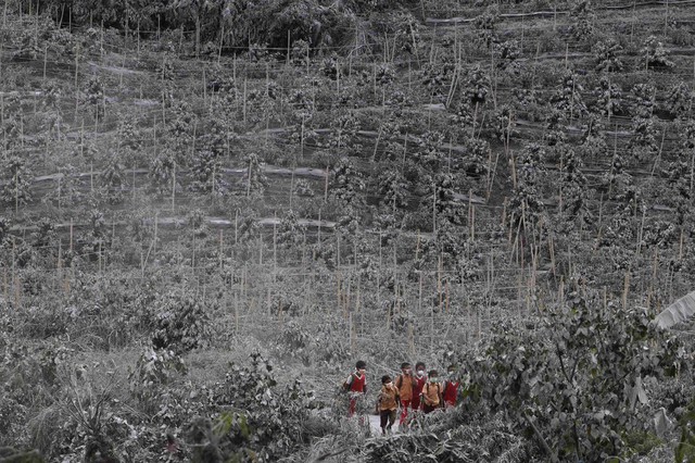 Học sinh đi giữa cây xanh bị bao phủ bởi tro bụi phun trào từ núi lửa Sinabung ở North Sumatra, Indonesia.