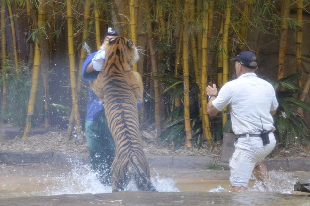 Hổ lao vào tấn công một người huấn luyện trong vườn thú ở Sunshine Coast, Australia.
