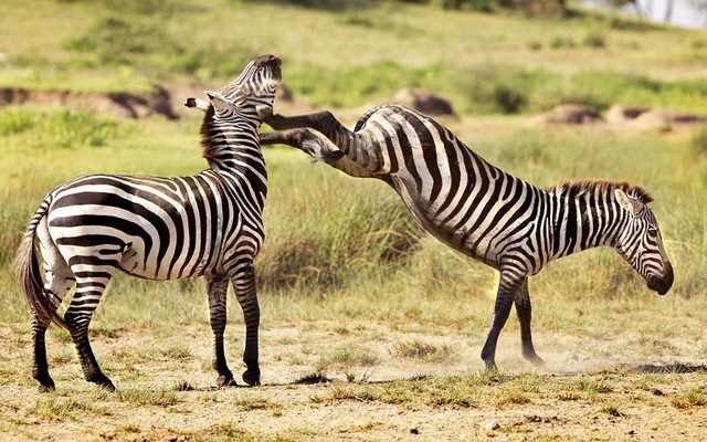 Hai con ngựa vằn đánh nhau trên thảo nguyên trong khu bảo tồn Ngorongoro, Tanzania.