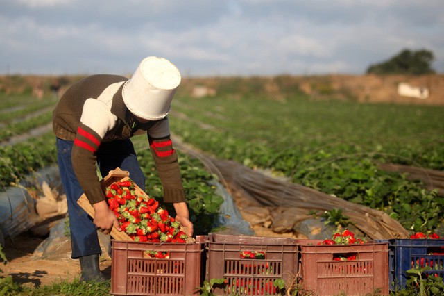 Nông dân Palestine thu hoạch dâu tây trên một nông trại ở bắc Dải Gaza, để xuất khẩu sang Israel và châu Âu.