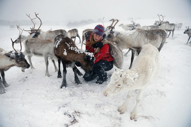 Cô Eve Grayson cho những con tuần lộc ăn trên cánh đồng tuyết ở Aviemore, Scotland.