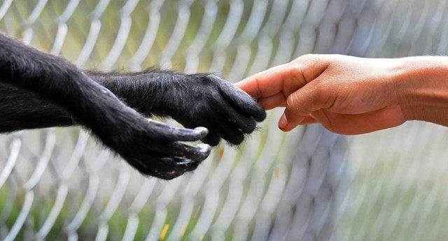 Một cậu bé bắt tay với khỉ trong vườn thú Rossy Whalther Tegucigalpa, Honduras.