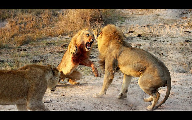 Hai con sư tử đực đánh nhau trong khu bảo tồn động vật hoang dã Cheetah Plains, Nam Phi.