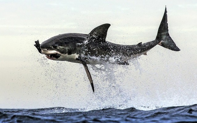 Cận cảnh cá mập trắng lớn lao khỏi mặt nước để bắt một con hải cẩu giả ở ngoài khơi vịnh False, Nam Phi.