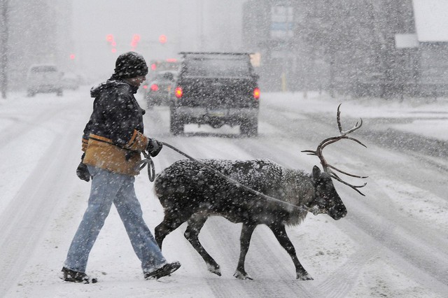 Một người đàn ông dắt tuần lộc qua đường phố dưới bão tuyết ở Anchorage, Alaska, Mỹ.