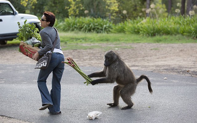 Khỉ cướp rau của một phụ nữ vừa mua từ một chợ nông sản ở Cape Town, Nam Phi.