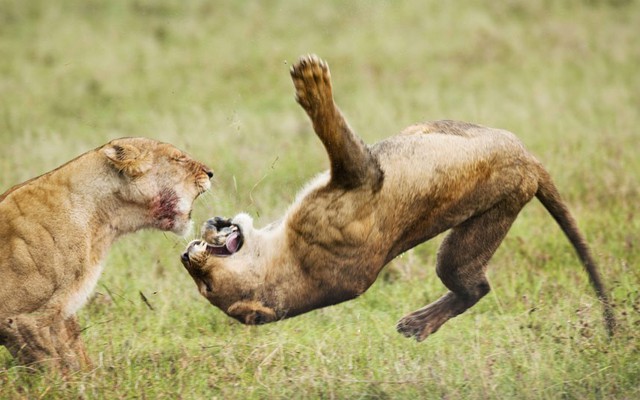 Hai con sư tử đánh nhau trên đồng cỏ trong khu bảo tồn động vật hoang dã Masai Mara, Kenya.