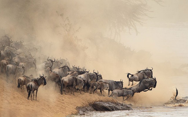 Đàn linh dương đầu bỏ liều mình vượt qua sông đầy cá sấu trong hành trình di cư hàng năm ở Masai, Kenya.