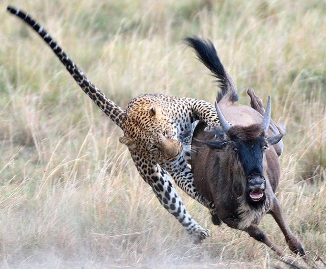 Một con báo truy đuổi linh dương đầu bò trên đồng cỏ trong khu bảo tồn động vật hoang dã Mara North ở Kenya.