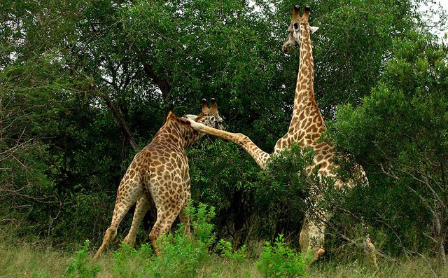 Hai con hươu cao cổ đánh nhau để tranh giành quyền giao phối trong khu bảo tồn động vật hoang dã Sabi Sabi, Nam Phi.