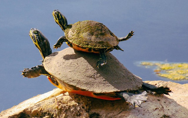 Rùa mẹ dạy rùa con tập bơi. Cảnh tượng được nhiếp ảnh gia Maria Manzano chụp tại công viên Shingle Creek ở Florida, Mỹ.