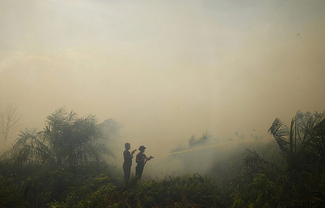 Lính cứu hỏa phun nước vào khu rừng cọ đang bị cháy tại tỉnh Riau của Indonesia. Cháy rừng ở Indonesia đã gây ra ô nhiễm không khí tại Singapore và Malaysia.