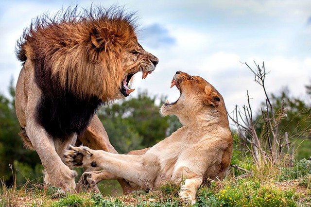 Một con sư tử cái chống lại sư tử đực trong khu bảo tồn động vật hoang dã Kariega, Nam Phi.