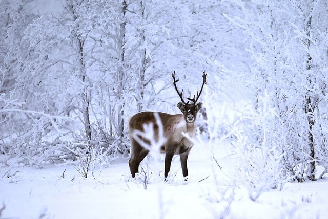 Một con hươu đứng bên đường phủ đầy tuyết trắng ở Lapland, Phần Lan.