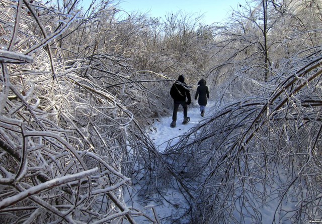 Mọi người đi bộ qua khu rừng bị bao phủ bởi băng sau trận bão tuyết ở Toronto, Canada.