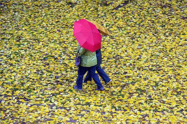 Hai người đi trong một công viên phủ đầy lá vàng mùa thu ở Weimar, Đức.