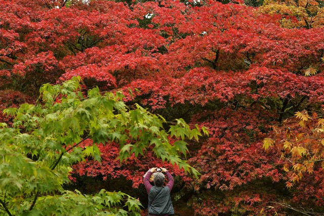 Một du khách chụp cảnh lá cây chuyển màu đỏ và vàng vào thời điểm cuối mùa thu gần Tetbury, Anh.