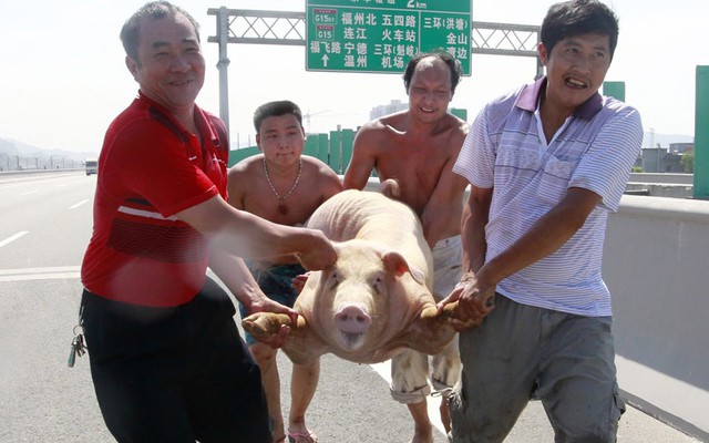 4 người đàn ông khiêng một con lợn sau khi nó chạy ra đường giao thông từ một chiếc xe tải bị lật ở Phúc Châu, Trung Quốc.