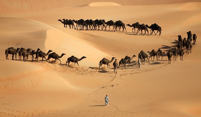 Những con lạc đà đi trên sa mạc Liwa ở phía tây thành phố Abu Dhabi, trước lễ hội lạc đà Mazayin Dhafra tại Các tiểu vương quốc Ả-rập thống nhất.