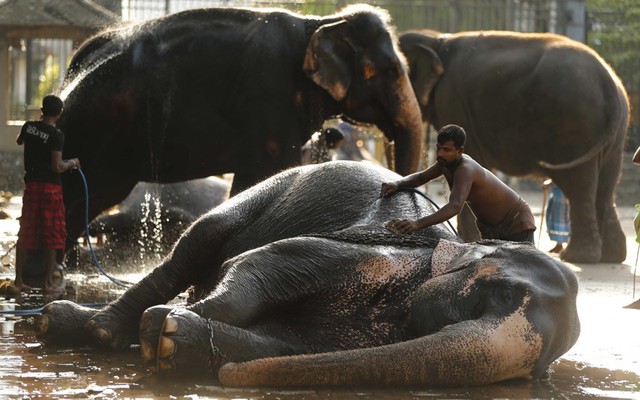 Những người quản tượng tắm cho voi trước khi tham gia một nghi lễ tôn giáo ở Kandy, Sri Lanka.