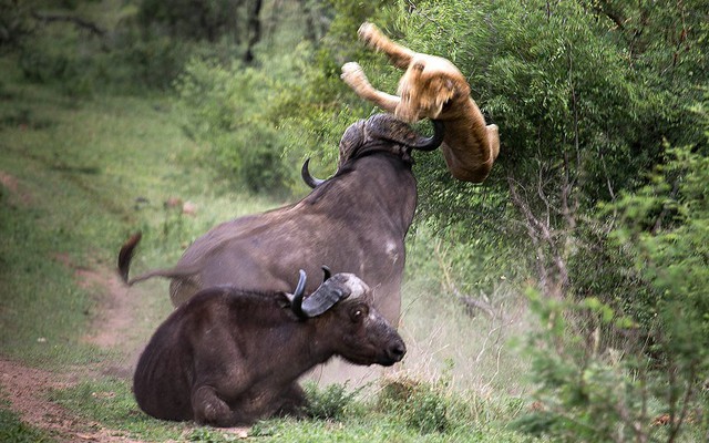 Một con trâu trưởng thành tấn công sư tử để bảo vệ con trâu nhỏ hơn trong vườn quốc gia Kruger, Nam Phi.