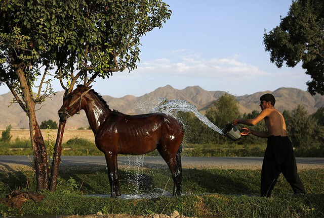 Một người đàn ông tắm cho ngựa của mình ở thủ đô Kabul, Afghanistan.